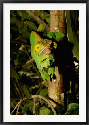 Framed Parson&#39;s chameleon lizard, Ranomafana NP, Madagascar Print