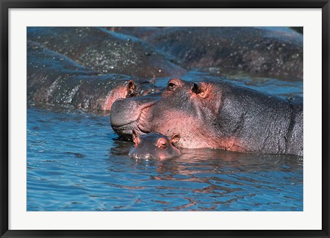 Framed Mother and Young Hippopotamus, Serengeti, Tanzania Print