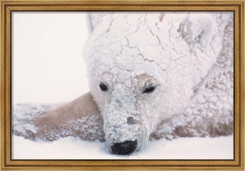 Framed Polar Bear on Hudson Bay, Churchill, Manitoba Print