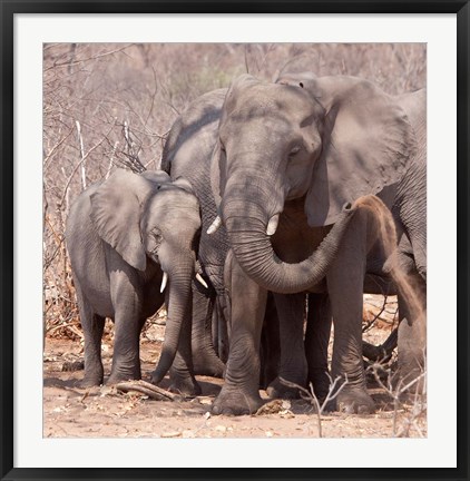 Framed Mother and baby elephant preparing for a dust bath, Chobe National Park, Botswana Print