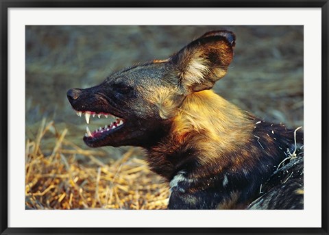 Framed Namibia. Portrait of a wild dog Print