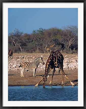 Framed Namibia, Etosha NP, Angolan Giraffe, zebra Print