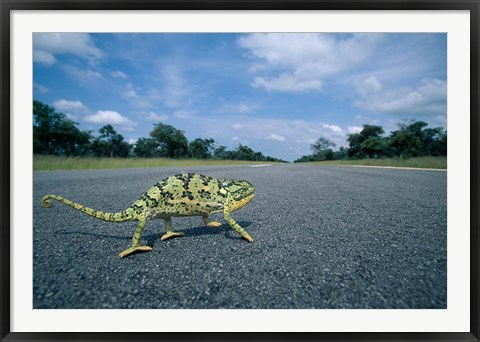 Framed Namibia, Caprivi Strip, Flap-necked Chameleon lizard crossing the road Print