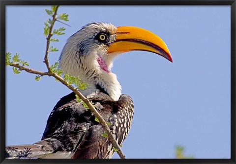 Framed Profile of yellow-billed hornbill bird, Kenya Print