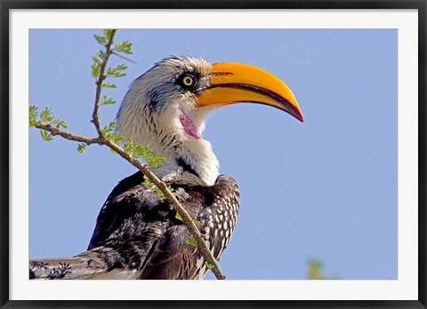 Framed Profile of yellow-billed hornbill bird, Kenya Print