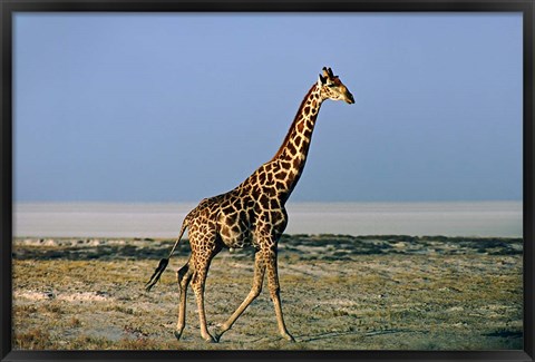 Framed Namibia, Etosha NP, Angolan Giraffe with salt pan Print