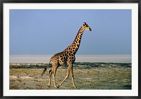 Framed Namibia, Etosha NP, Angolan Giraffe with salt pan Print