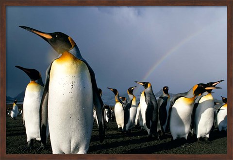 Framed Rainbow Above Colony of King Penguins, Saint Andrews Bay, South Georgia Island, Sub-Antarctica Print