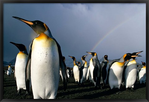 Framed Rainbow Above Colony of King Penguins, Saint Andrews Bay, South Georgia Island, Sub-Antarctica Print