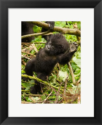 Framed Rwanda, Volcanoes Park, Baby Mountain gorilla Print