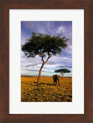 Framed Solitary Elephant Wanders, Maasai Mara, Kenya Print