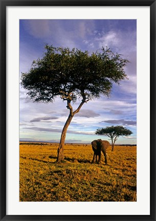 Framed Solitary Elephant Wanders, Maasai Mara, Kenya Print