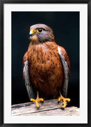 Framed Rock Kestrel Portrait, Cape Town, South Africa Print