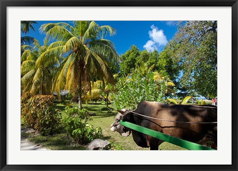 Framed Seychelles, La Digue, ox-cart transport Print