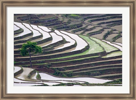 Framed Rice terraces, Yuanyang, Yunnan Province, China. Print