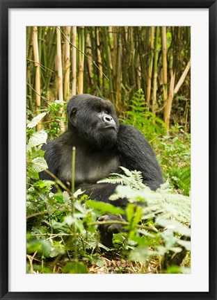 Framed Rwanda, Mountain Gorilla, Silverback Print