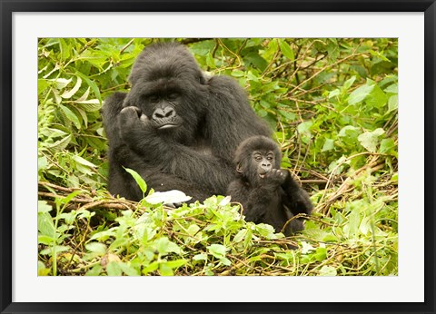 Framed Rwanda, Volcanoes NP, Mountain Gorilla with baby Print