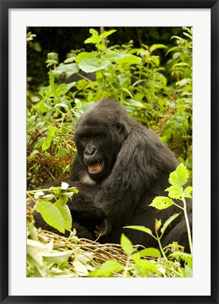 Framed Rwanda, Volcanoes NP, Mountain Gorilla Sitting Print