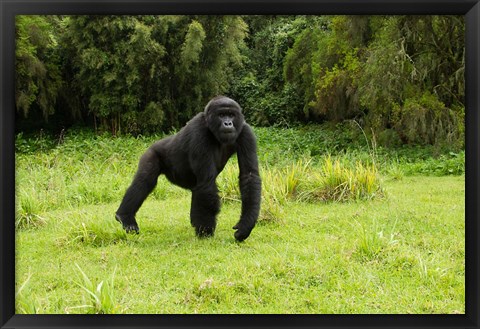 Framed Rwanda, Volcanoes NP, Mountain Gorilla Running Print