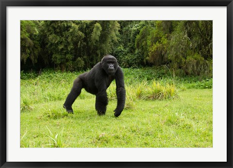 Framed Rwanda, Volcanoes NP, Mountain Gorilla Running Print