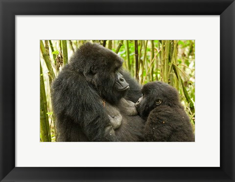 Framed Rwanda, VP, Baby Mountain Gorilla Breast Feeding Print