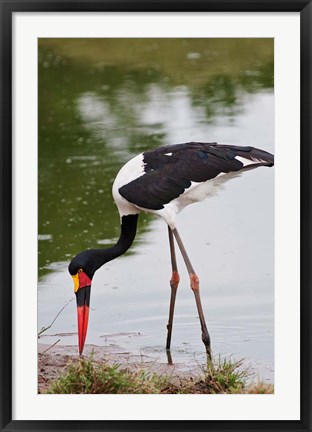 Framed Saddle-billed Stork, Maasai Mara Wildlife Reserve, Kenya Print