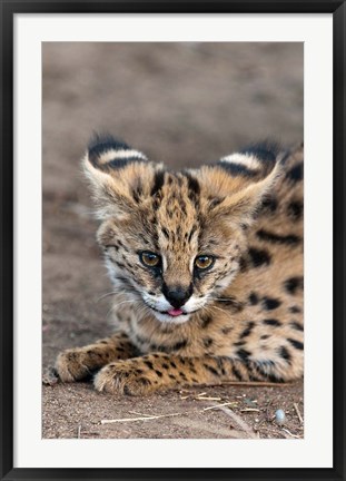 Framed Serval Cat, Kapama Game Reserve, South Africa Print