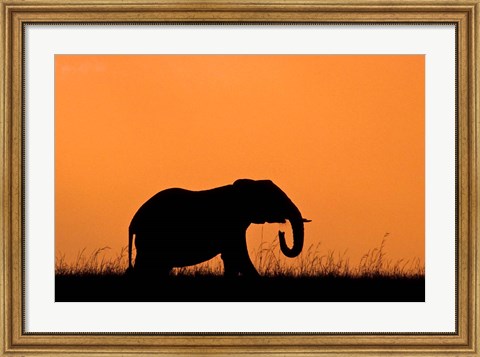 Framed Silhouette of Elephant at sunset, Masai Mara National Reserve, Kenya Print