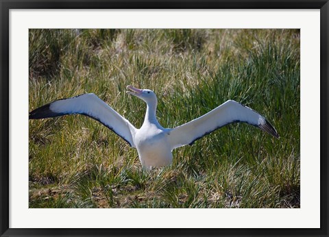 Framed Snowy Wandering Abatross bird, South Georgia, Antarctica Print