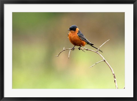 Framed Redbreasted Swallow, Hluhulwe, South Africa Print