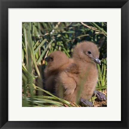 Framed Snowy Wandering Abatross bird, Prion, South Georgia Print