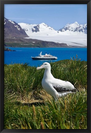 Framed Snowy Wandering Abatross bird, Prion Island, South Georgia Print