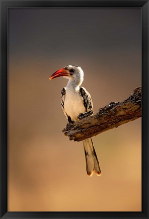 Framed Red-billed Hornbill, Samburu Game Reserve, Kenya Print