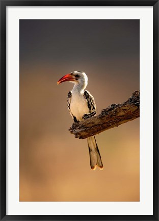 Framed Red-billed Hornbill, Samburu Game Reserve, Kenya Print