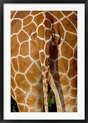 Framed Reticulated Giraffe skin, Samburu Game Reserve, Kenya Print