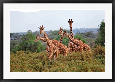 Framed Reticulated Giraffes, Samburu National Reserve, Kenya Print