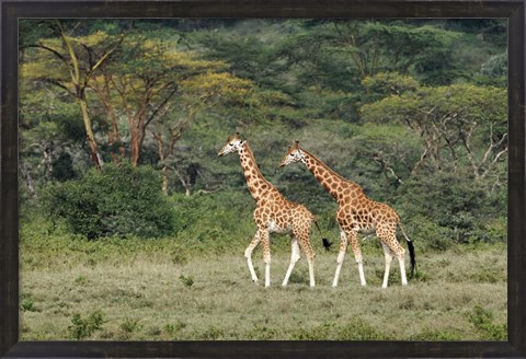 Framed Rothschild&#39;s Giraffe, Lake Nakuru National Park, Kenya Print