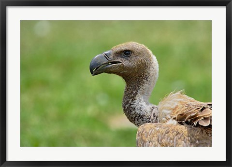 Framed Ruppell&#39;s Vulture, Serengeti National Park, Tanzania Print