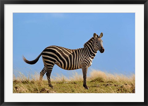 Framed Single Burchell&#39;s Zebra, Masai Mara Game Reserve, Kenya Print