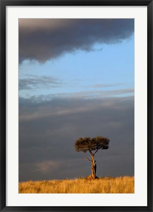 Framed Single Umbrella Thorn Acacia Tree at sunset, Masai Mara Game Reserve, Kenya Print