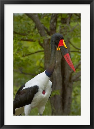 Framed Saddle-billed Stork, Kruger NP, South Africa Print