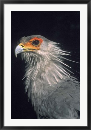 Framed Secratarybird, South Africa Print