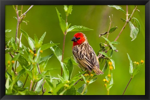 Framed Red-headed Quelea, Serengeti National Park, Tanzania Print