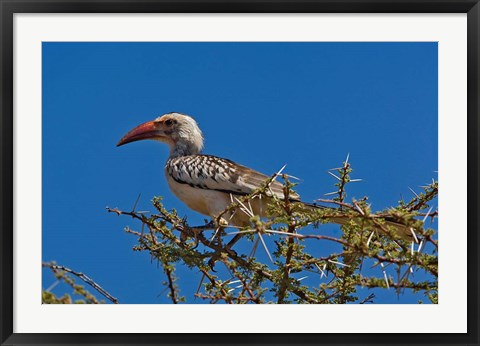 Framed Red-billed Hornbill, Samburu Game Reserve, Kenya Print