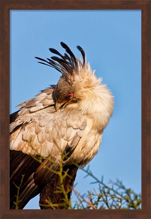 Framed Secretarybird seen in the Masai Mara, Kenya Print