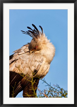 Framed Secretarybird seen in the Masai Mara, Kenya Print