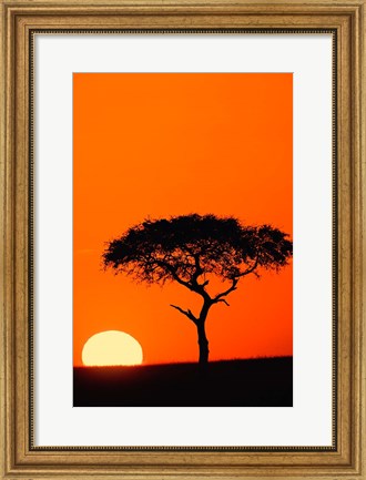 Framed Single Acacia tree at sunrise, Masai Mara, Kenya Print