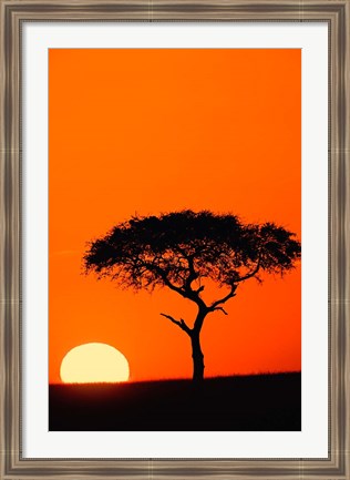 Framed Single Acacia tree at sunrise, Masai Mara, Kenya Print