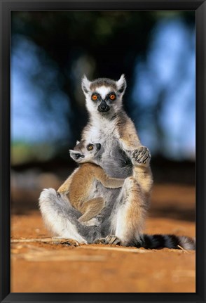 Framed Ring-tailed Lemur primate, Berenty Reserve, Madagascar Print