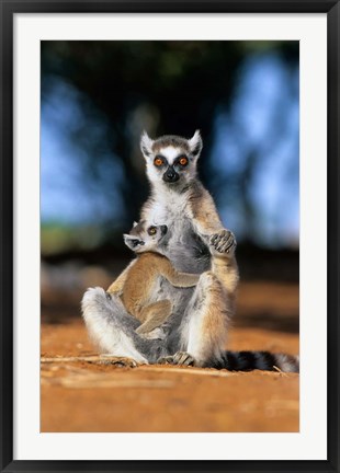 Framed Ring-tailed Lemur primate, Berenty Reserve, Madagascar Print